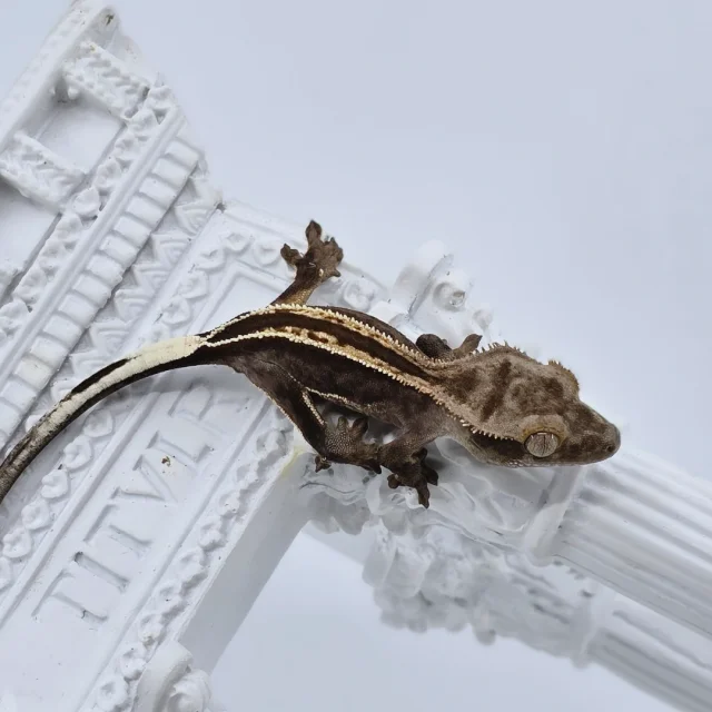 슈퍼스트라이프 엠티백