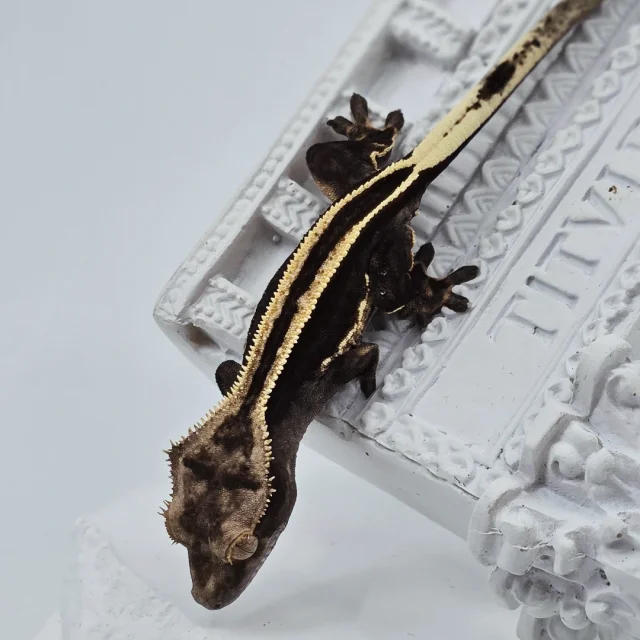 슈퍼스트라이프 엠티백