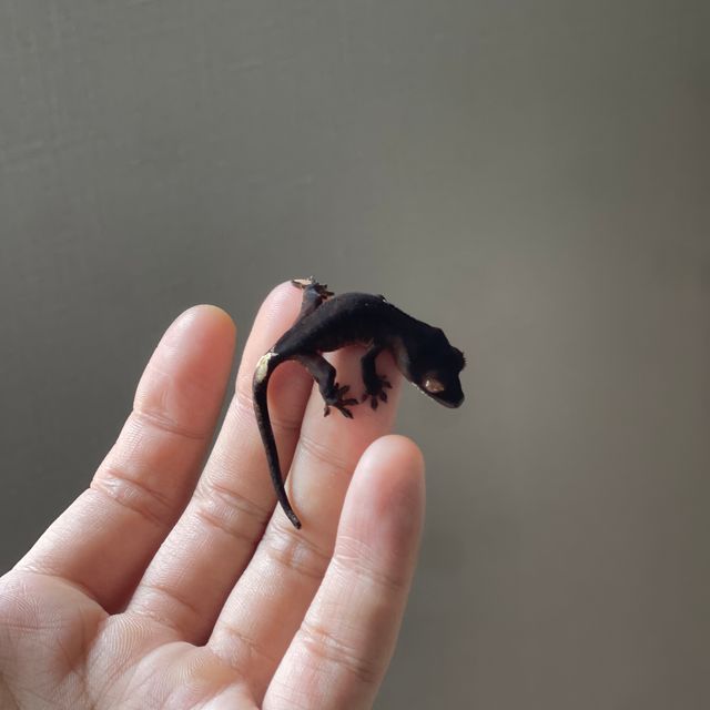 챠콜 팬텀 카푸치노