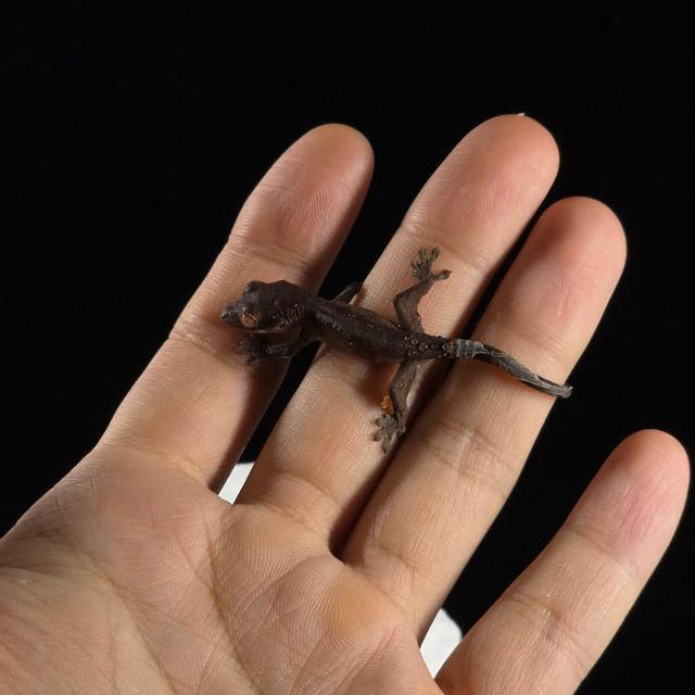 챠콜 팬텀 카푸치노