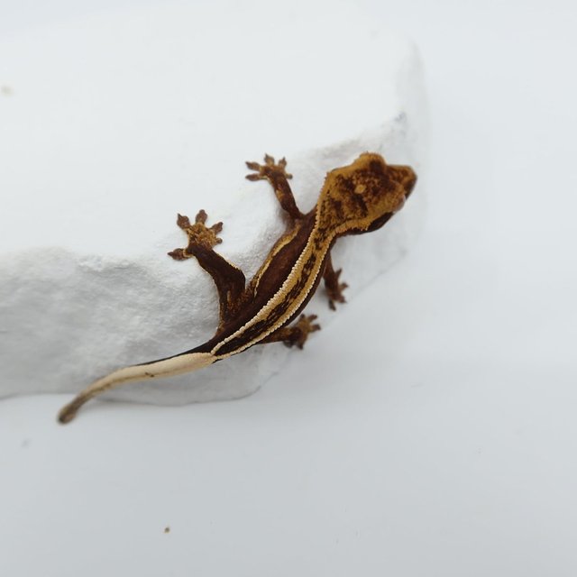 슈퍼스트라이프 엠티백