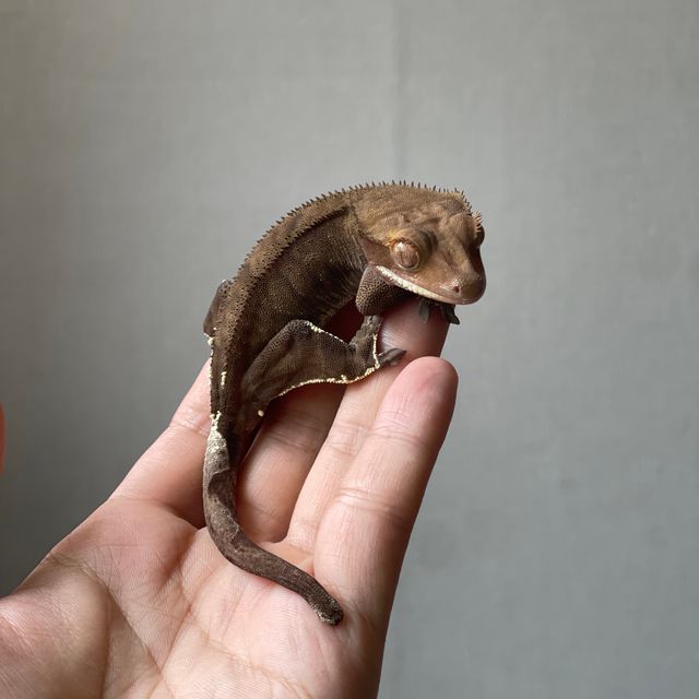 카푸치노