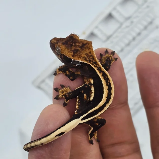 슈퍼스트라이프 엠티백