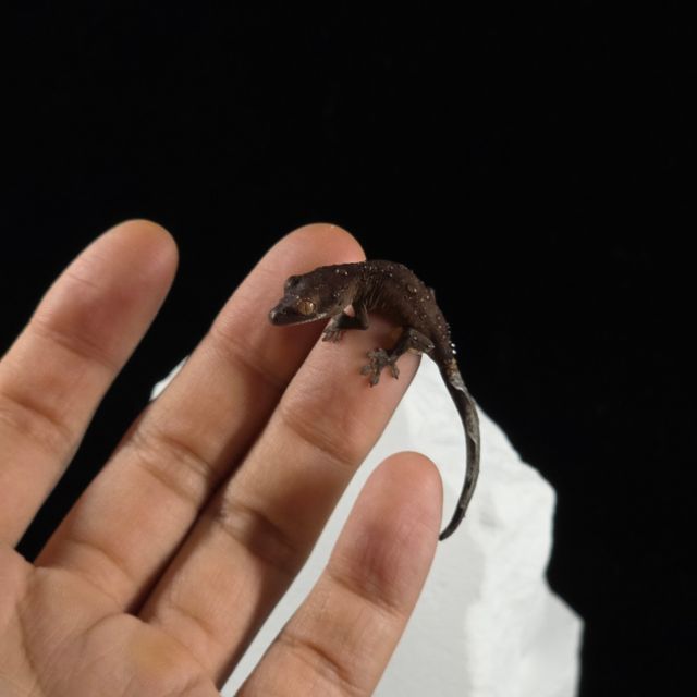 챠콜 팬텀 카푸치노