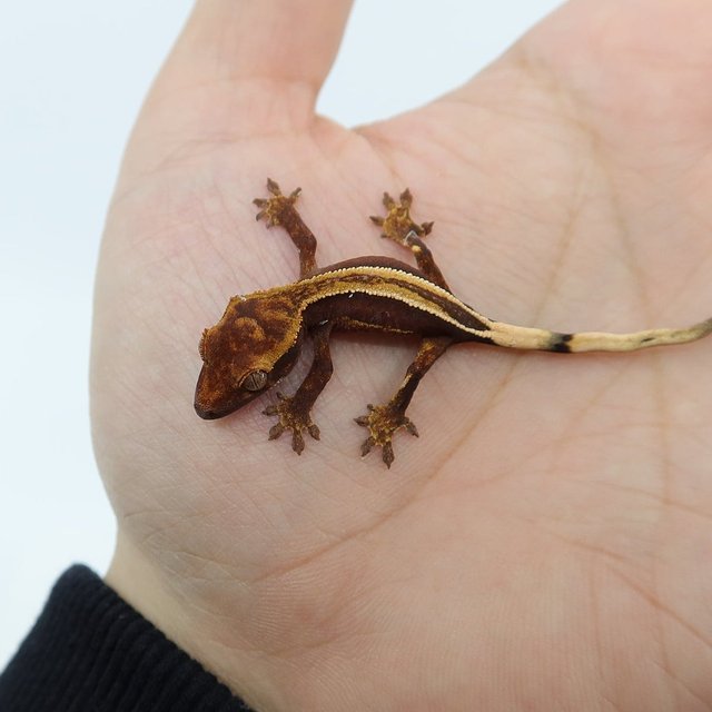 슈퍼스트라이프 엠티백