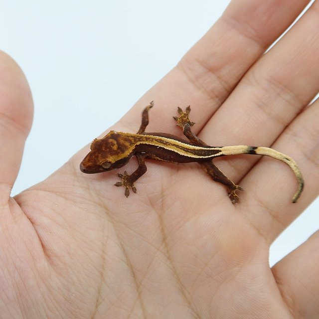 슈퍼스트라이프 엠티백