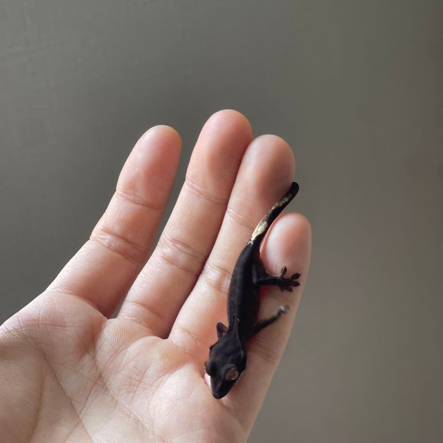 챠콜 팬텀 카푸치노