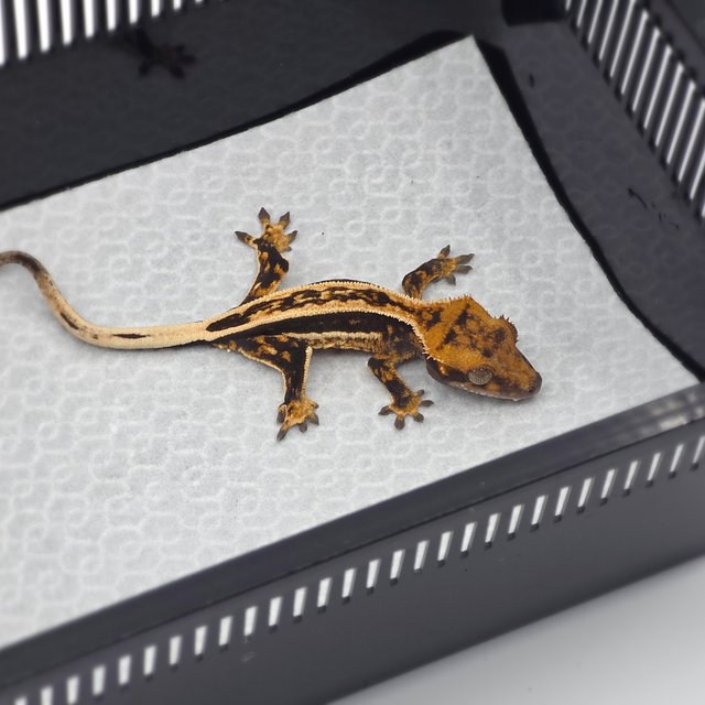 화이트핀 핀스트라이프 풀핀 쿼드 엠티백