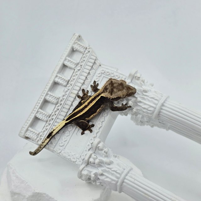 슈퍼스트라이프 엠티백