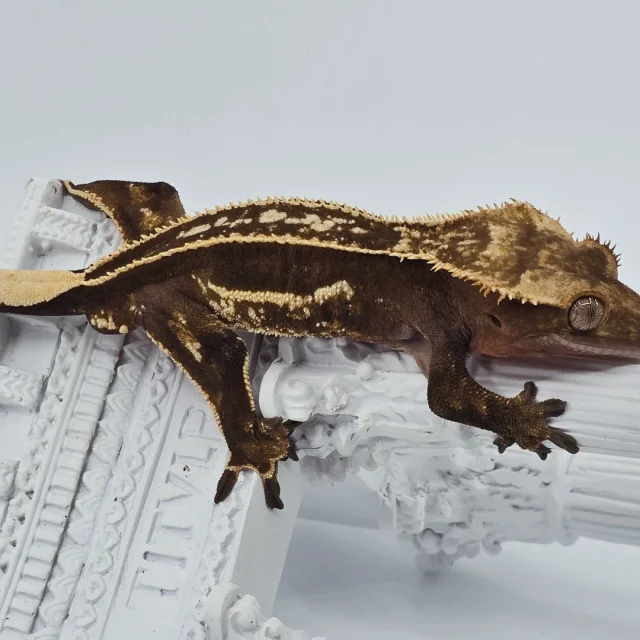 레드 풀핀 쿼드 엠티백