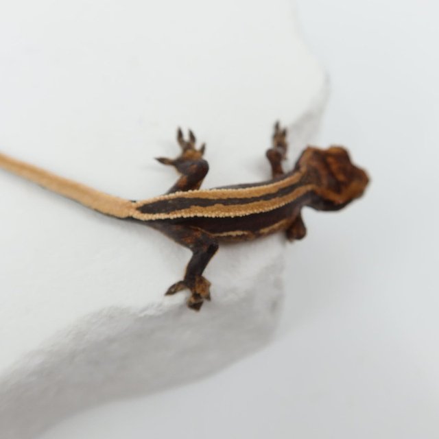 슈퍼스트라이프 엠티백