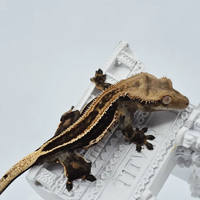 슈퍼스트라이프 엠티백