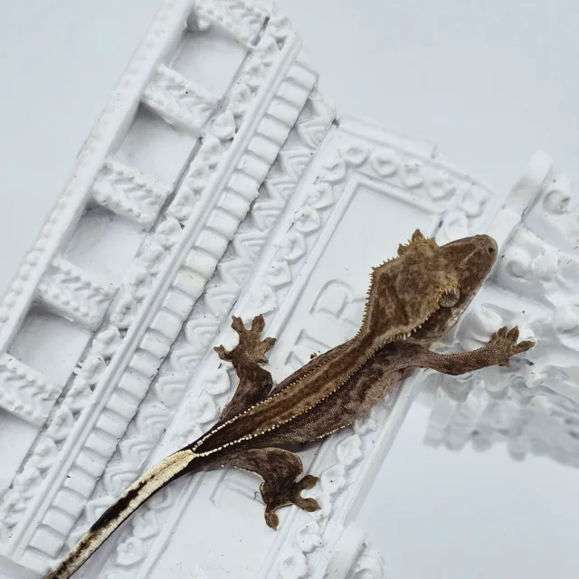 팬텀 슈퍼스트라이프 엠티백