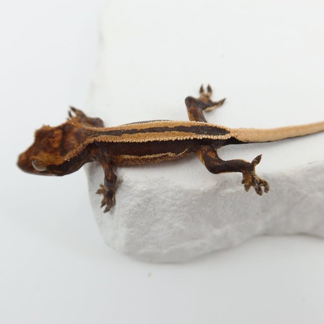 슈퍼스트라이프 엠티백