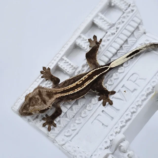 슈퍼스트라이프 엠티백