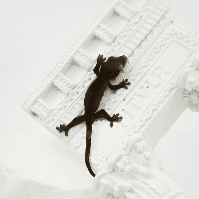 챠콜 팬텀 카푸치노