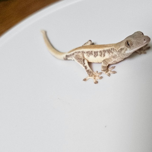 릴리화이트 레드