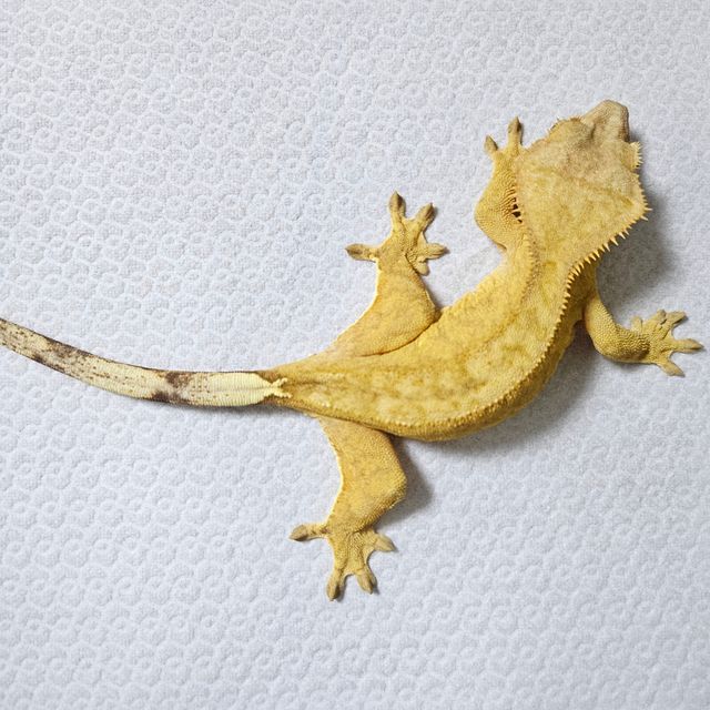 옐로우