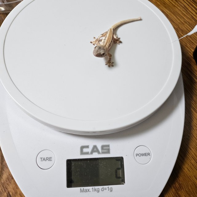 릴리화이트 레드