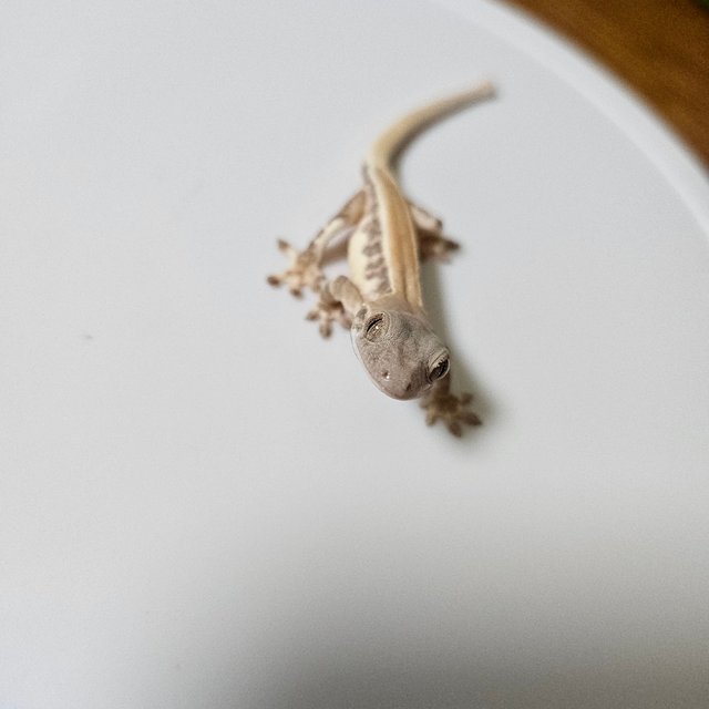 릴리화이트 레드