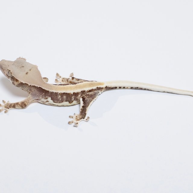 릴리100%헷아잔틱