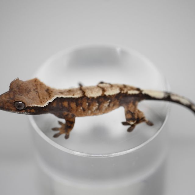 세이블