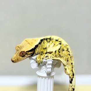 노멀 익스트림할리퀸 트라이