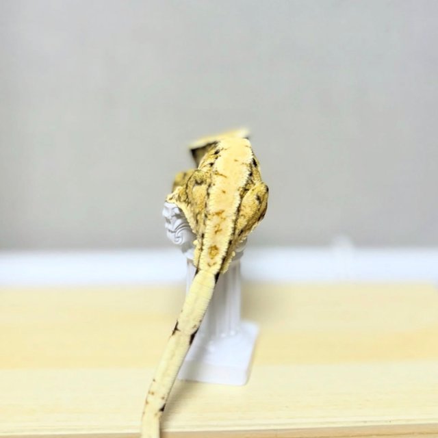 노멀 익스트림할리퀸 트라이