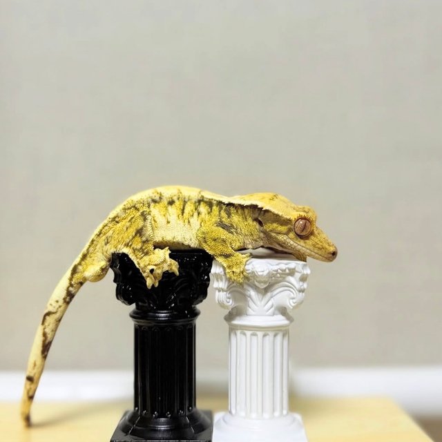 노멀 익스트림할리퀸 트라이