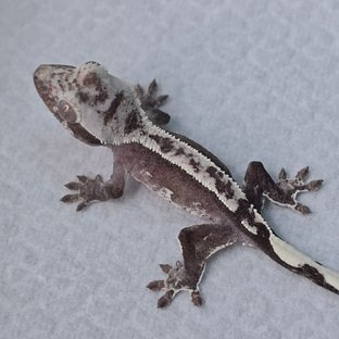 Axanthic