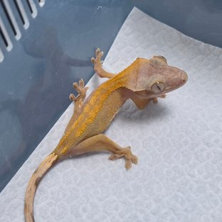 Hypo