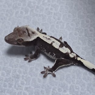Axanthic
