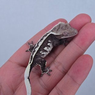 Axanthic