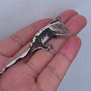 Axanthic