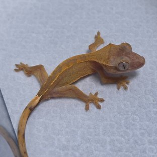 Hypo
