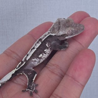 Axanthic