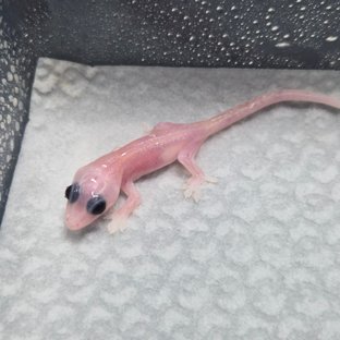 하이포