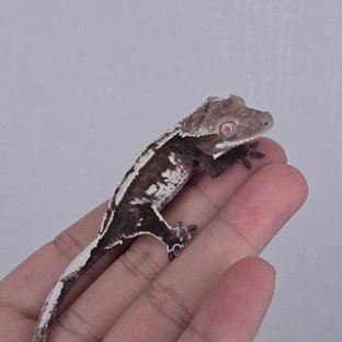 Axanthic
