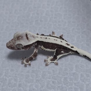 Lilly Axanthic