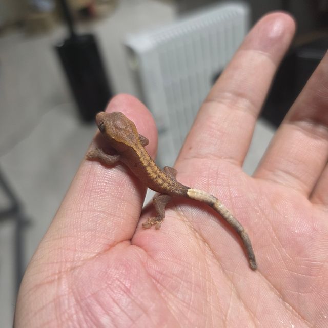 하이포