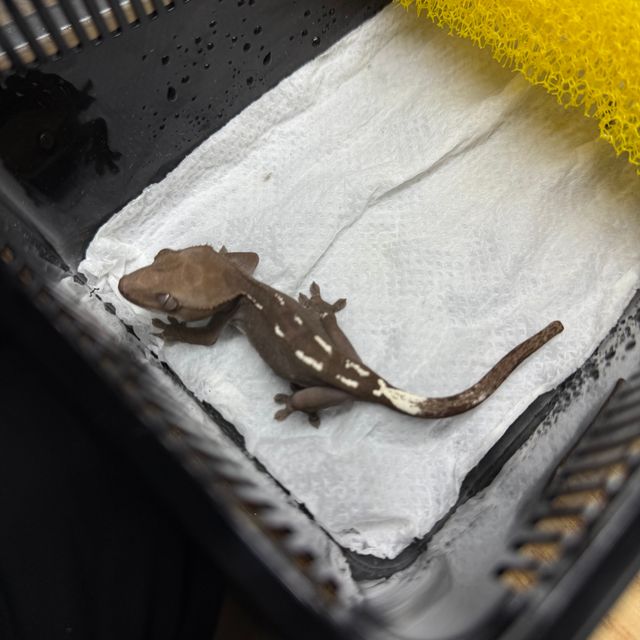 아잔틱