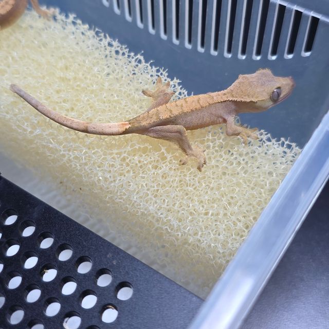 하이포