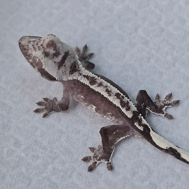 Axanthic
