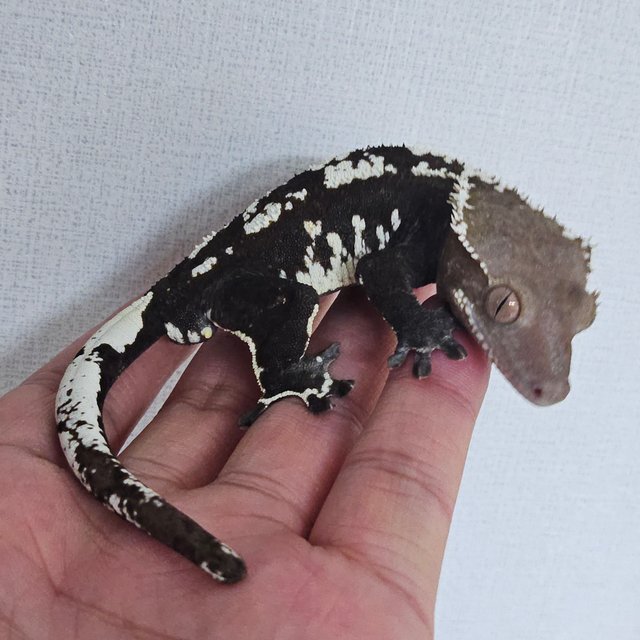 Axanthic