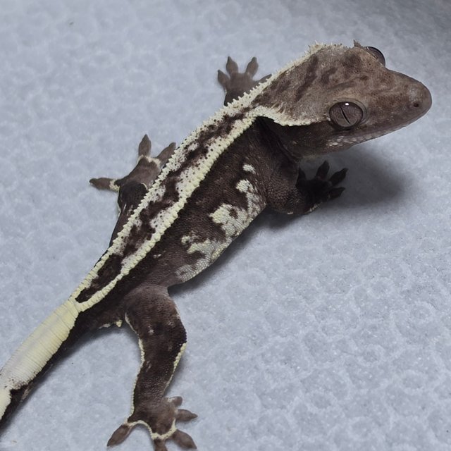 Axanthic