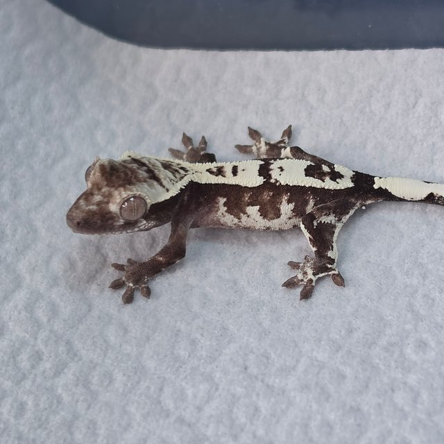 Sable Axanthic