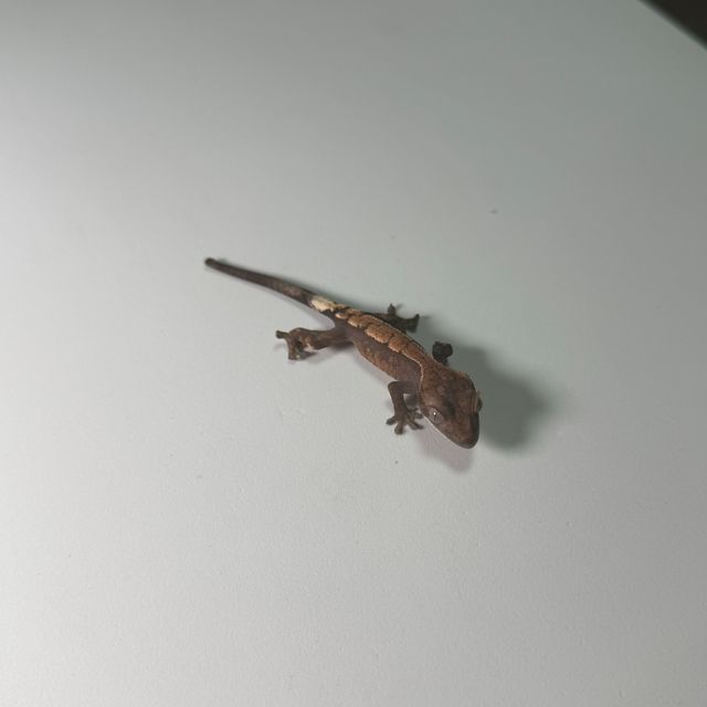세이블