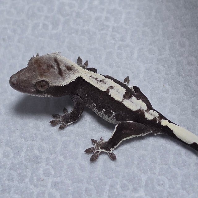 Axanthic