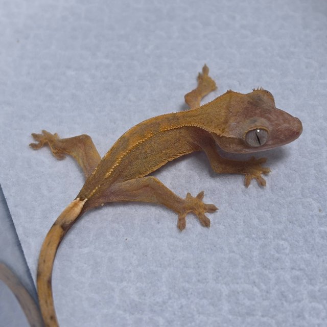 Hypo