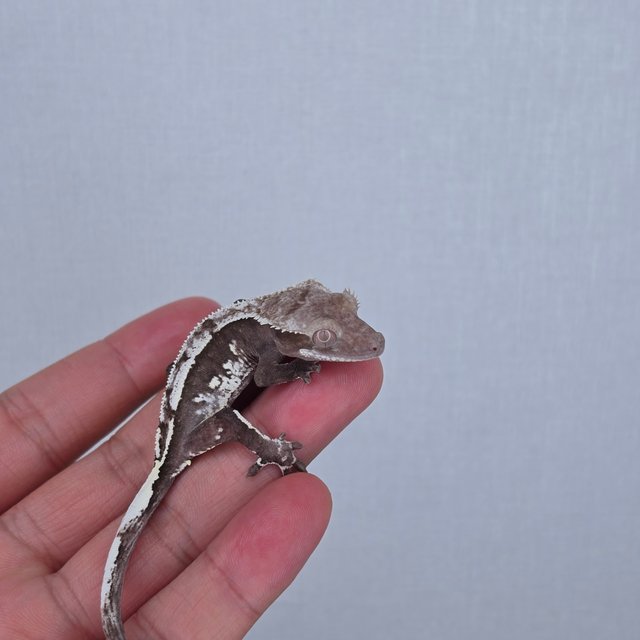 Axanthic